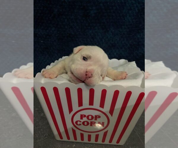 Medium Photo #1 English Bulldogge Puppy For Sale in MIAMI, FL, USA