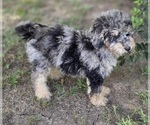 Small #1 Aussiedoodle