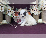 Small Photo #13 Poodle (Toy) Puppy For Sale in CHANUTE, KS, USA