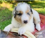 Small Photo #20 Australian Shepherd Puppy For Sale in ARBA, IN, USA