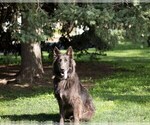 Small Photo #1 German Shepherd Dog Puppy For Sale in FORT COLLINS, CO, USA