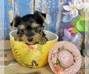 Yorkshire Terrier Puppy for sale in CASSVILLE, MO, USA