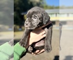 Small Photo #10 Cane Corso Puppy For Sale in BELGRADE, MT, USA