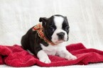 Small Photo #5 Faux Frenchbo Bulldog Puppy For Sale in NEW PITTSBURGH, OH, USA