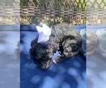 Small Photo #4 Double Doodle Puppy For Sale in FRIENDSWOOD, TX, USA
