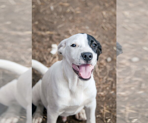 Medium Photo #8 American Staffordshire Terrier-Unknown Mix Puppy For Sale in Tracy City, TN, USA