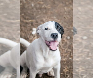Goose - Male American Staffordshire Terrier-Unknown Mix Dog for Adoption - Photo #8