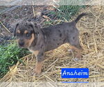 Small #2 Catahoula Leopard Dog Mix