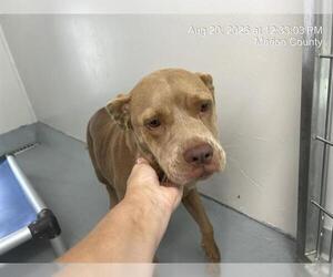 American Pit Bull Terrier Dogs for adoption in Ocala, FL, USA