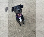 Small #4 Labrador Retriever Mix