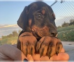 Small Photo #1 Doberman Pinscher Puppy For Sale in MADERA, CA, USA