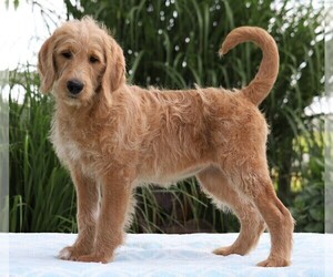 Labradoodle-Poodle (Standard) Mix Puppy for sale in FREDERICKSBG, OH, USA