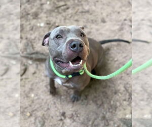 American Pit Bull Terrier Dogs for adoption in Hillsboro, NH, USA