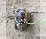 Small #1 American Pit Bull Terrier