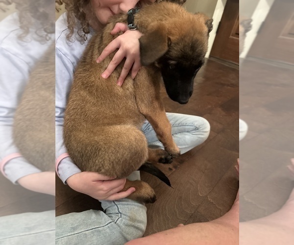 Medium Photo #22 Belgian Malinois Puppy For Sale in ATHENS, AL, USA