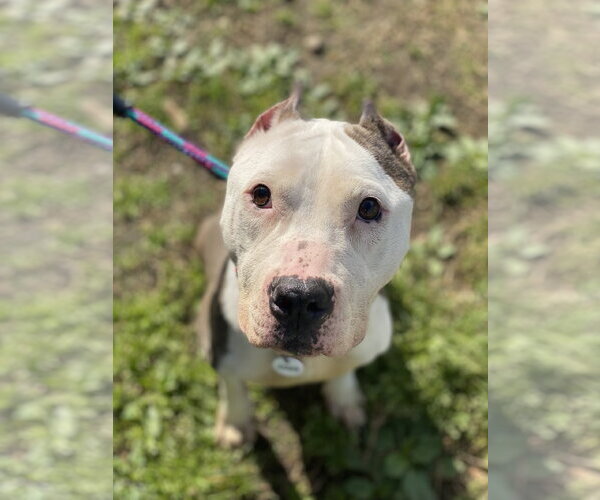Medium Photo #3 American Pit Bull Terrier Puppy For Sale in Alexandria, VA, USA