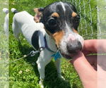 Small #3 Mutt