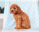Small #1 Cavalier King Charles Spaniel-Poodle (Toy) Mix
