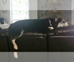 Small #2 Siberian Husky Mix