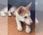 Small #1 Huskies  Mix