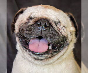 Pug Dogs for adoption in Albuquerque, NM, USA