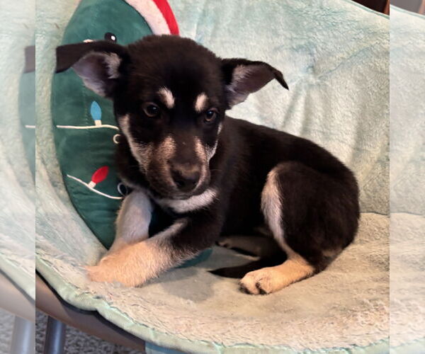 Medium Photo #2 Mutt Puppy For Sale in Fargo, ND, USA