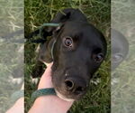 Small #5 American Pit Bull Terrier Mix