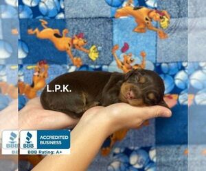 Dachshund Puppy for sale in WINNSBORO, LA, USA