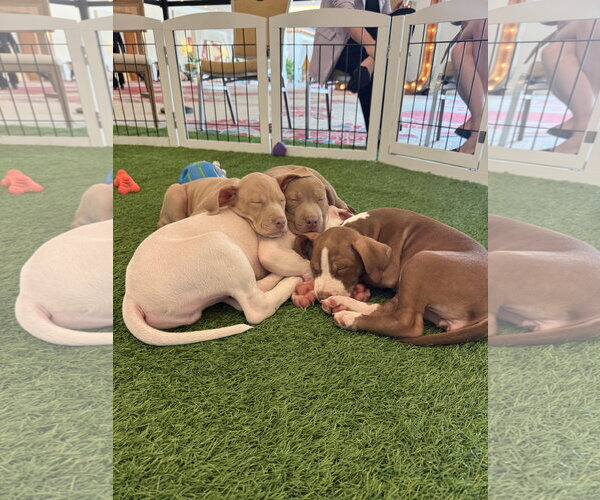 Medium Photo #4 Mutt Puppy For Sale in Sanford, FL, USA