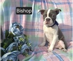Image preview for Ad Listing. Nickname: Bishop