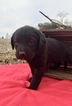 Small Photo #6 Labrottie Puppy For Sale in PORT ROYAL, PA, USA