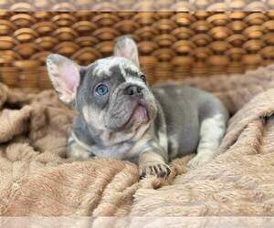 Medium French Bulldog