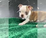 Puppy Gimli AKC Boston Terrier