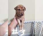 Small Photo #16 Phu Quoc (Vietnam Island) Ridgeback Puppy For Sale in HELOTES, TX, USA