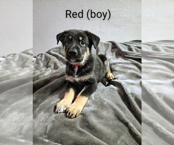 Medium Photo #1 German Shepherd Dog Puppy For Sale in SPOKANE, WA, USA