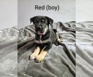 Medium German Shepherd Dog
