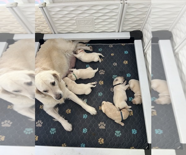 Medium Photo #1 English Cream Golden Retriever Puppy For Sale in BUSHNELL, FL, USA