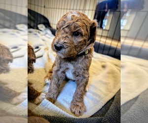 Double Doodle Puppy for sale in KALAMAZOO, MI, USA
