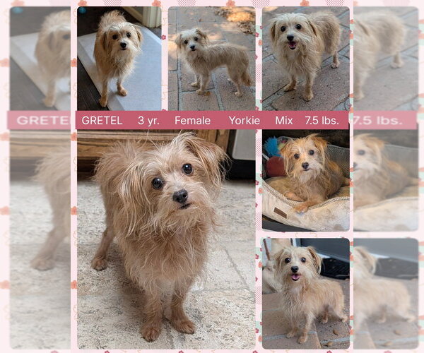 Medium Photo #1 Mutt Puppy For Sale in Mesa, AZ, USA