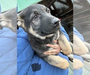 German Shepherd Dog Puppy for sale in WILMINGTON, IL, USA