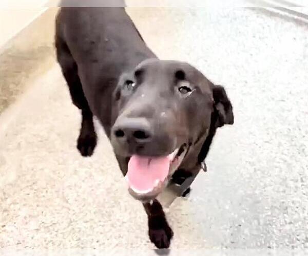 Medium Photo #2 Labrador Retriever Puppy For Sale in Houston, TX, USA
