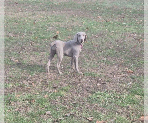 Medium Photo #4 Weimaraner Puppy For Sale in LEWISBURG, KY, USA
