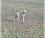 Small Photo #25 Weimaraner Puppy For Sale in LEWISBURG, KY, USA