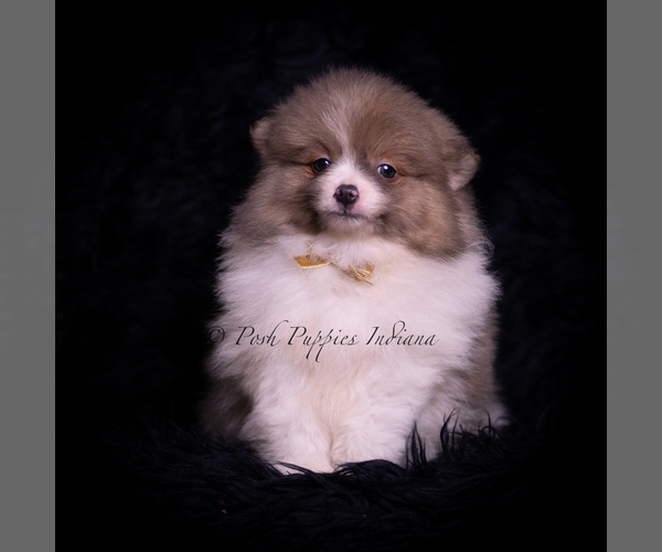 Medium Photo #118 Pomeranian Puppy For Sale in WARSAW, IN, USA