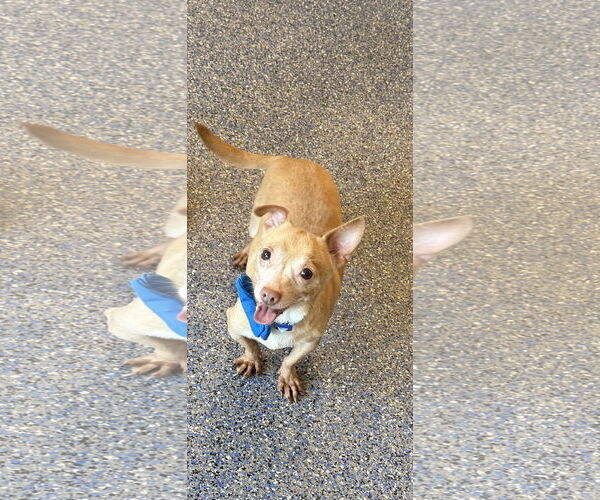 Medium Photo #2 Chiweenie Puppy For Sale in Phoenix, AZ, USA