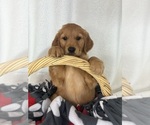Small #1 Golden Retriever