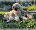 Small Photo #7 Goldendoodle Puppy For Sale in LAGUNA HILLS, CA, USA