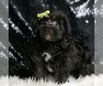 Small Photo #94 YorkiePoo Puppy For Sale in WARSAW, IN, USA