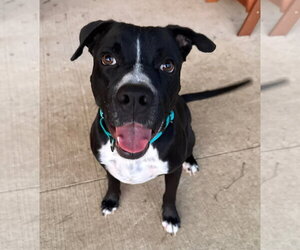 American Pit Bull Terrier-Unknown Mix Dogs for adoption in Germantown, OH, USA