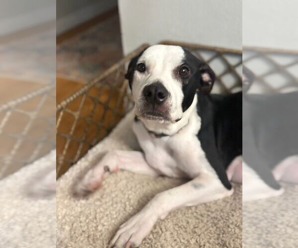 Medium Photo #1 Boxer-Unknown Mix Puppy For Sale in Lakewood, CO, USA